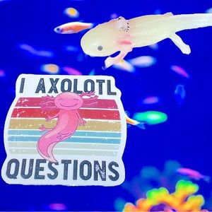 I AXOLOTL Qs Axolotl Crazy Trending WaterProof Single Decor Accent Sticker